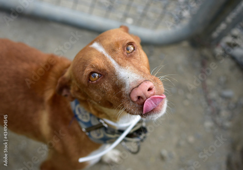 Photos High angle shot of a brown Austrian pinscher looking up outdoors