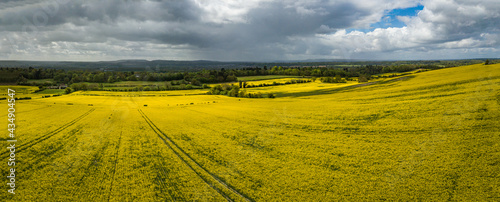 The drone aerial view of rapeseed yellow fields on the hillside in spring with clouds sky, Guilford, England.
