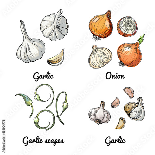 Vector food icons of vegetables and spices, herbs. Colored sketch of food products. Onion, garlic