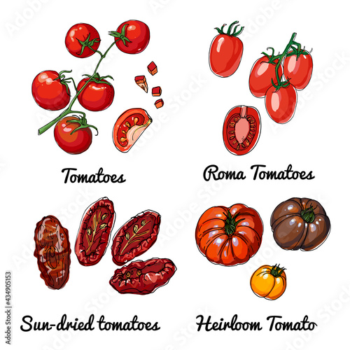 Tomatoes. Vector food icons of vegetables. Colored sketch of food products. Roma tomatoes, sun dried tomatoes, heiloom tomato