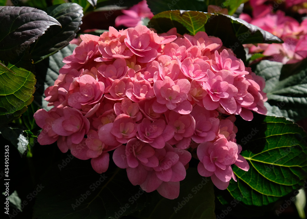 Beautiful pink hydrangea with inflorescences and green leaves in a Country Cottage Garden. Pink or magenta hydrangea serrata flower, close up, top view.