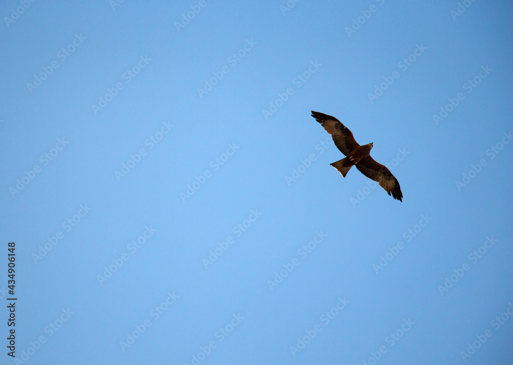 Young falcon is soaring in  air on coarse big wings, against background of bright spring blue sky.  predatory hawk flies in sky in search of mining.