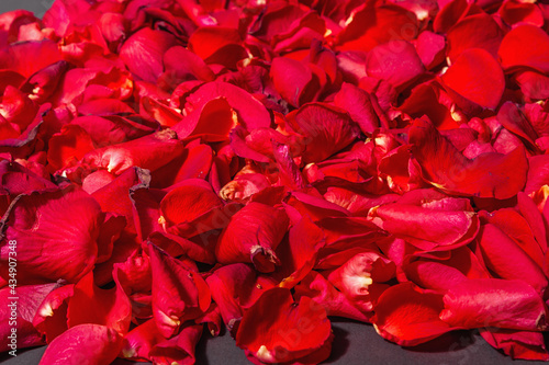 Fresh red roses petals background