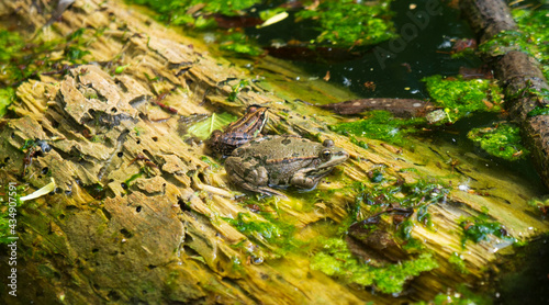 Two frogs resting on a tree log in pond in spring