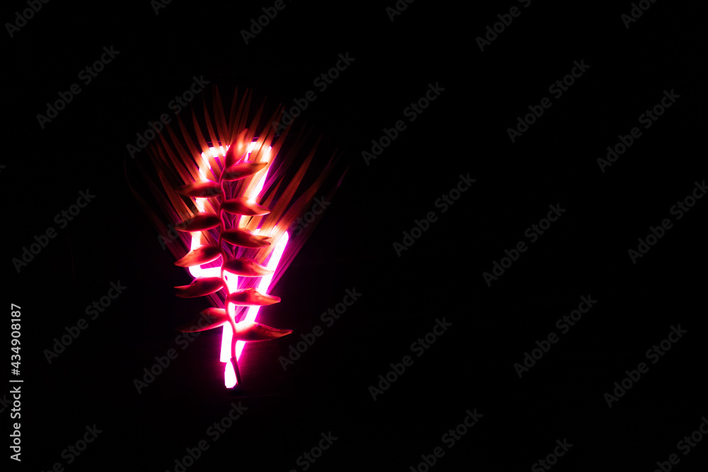 Obraz premium Close up colorful tropical flower heliconia and palm leaf on neon lights dark background, copy space. night bright advertising