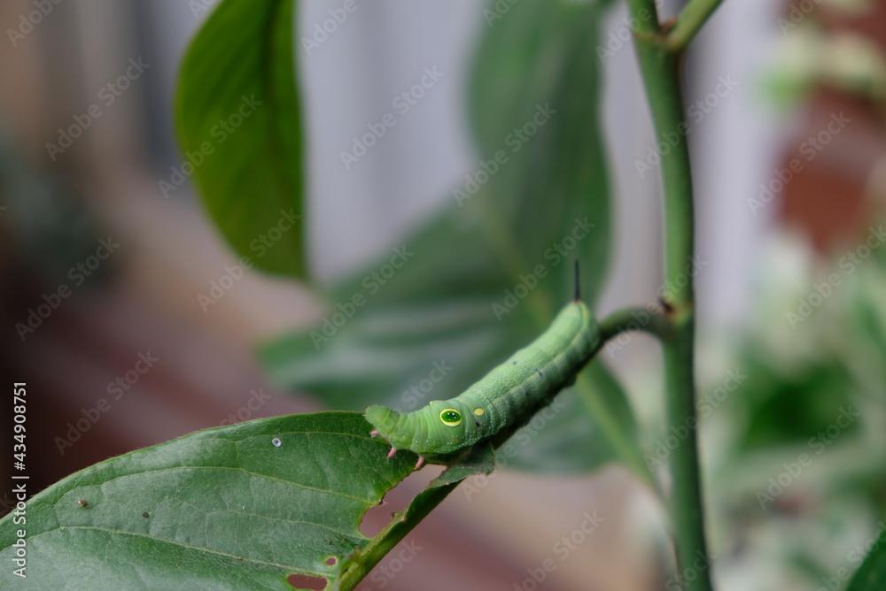 Fototapeta premium Close up of caterpillar on the branch.