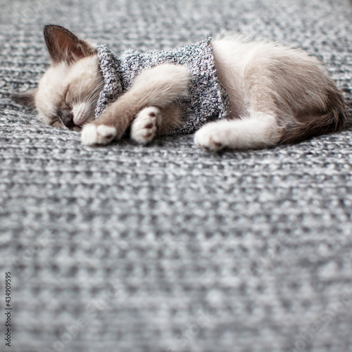 Kitten sleeping on gray blanket