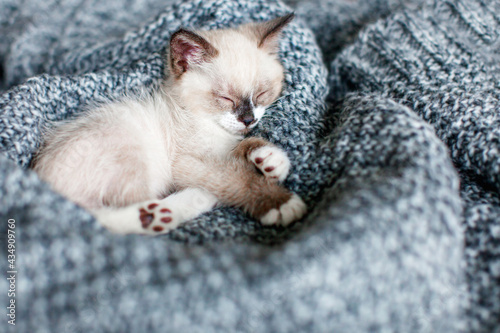 Kitten sleeping on gray blanket