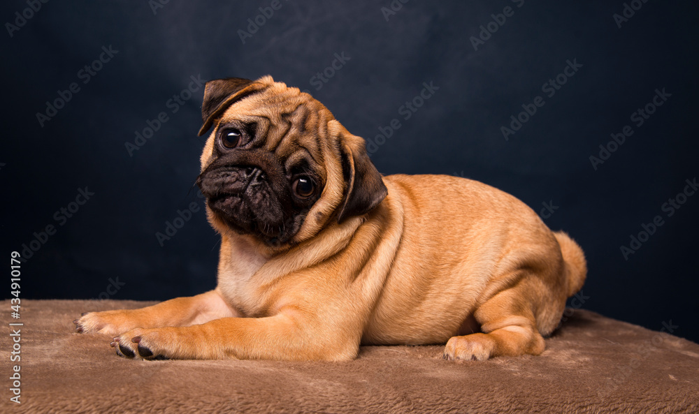 the pug puppy lies sideways and looks at the camera