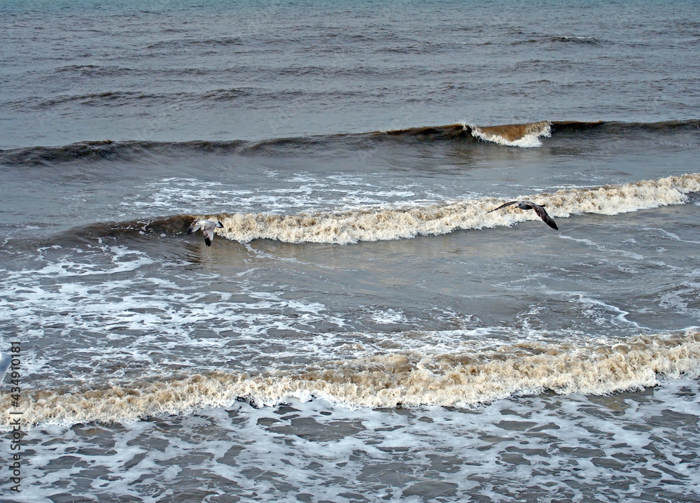 Obraz premium seascape with dark blue ocean and surf breaking on the beach with a seagull flying over the waves