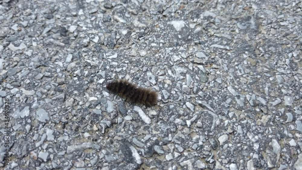 Close up of a black fluffy caterpillar on asphalt Close up of a black fluffy caterpillar on asphalt