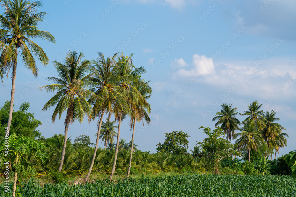 Coconut palm trees, Beautiful coconut palm trees farm in Thailand Coconut palm trees, Beautiful coconut palm trees farm in Thailand