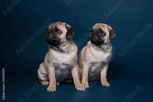two pug puppies are sitting on a blue background and looking in the same direction