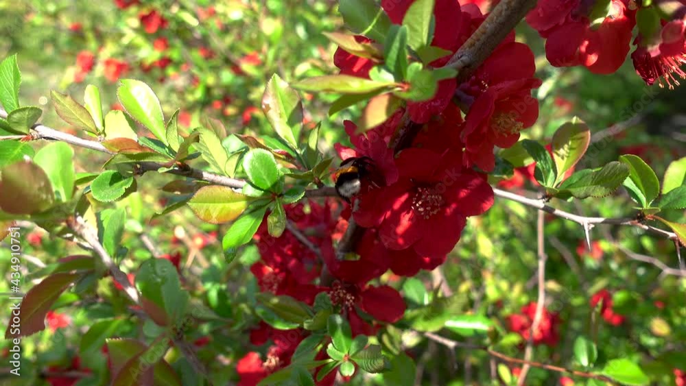 Bumblebee collecting nectar in blooming red flowers. Beautiful bush, spring blossom, flowering branch with green leaves swaying in the spring wind. Flowers background. 4k Video. Bumblebee collecting nectar in blooming red flowers. Beautiful bush, spring blossom, flowering branch with green leaves swaying in the spring wind. Flowers background. 4k Video.