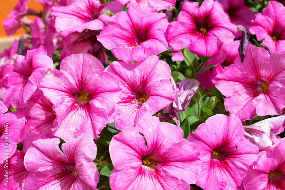 Wonderful pink and fuchsia flowers with large petals. Brightly colored flower bush. Wonderful pink and fuchsia flowers with large petals. Brightly colored flower bush.
