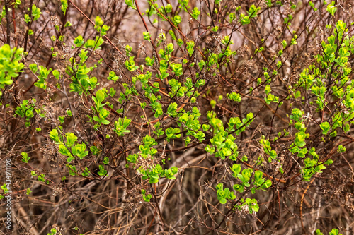 Bushes with young green leaves. Summer background.
