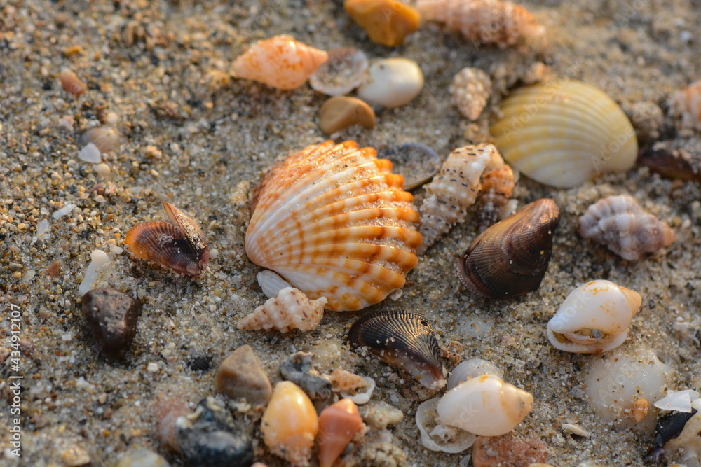 Seashells on the Mediterranean Sea beach near Haifa, Israel
