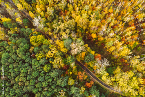 Autumn forest from above