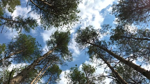 Green pine tops in front of the blue sky swaying in light wind. Looking up into treetops in the pinewood forest, ground view, from below. 4k video.