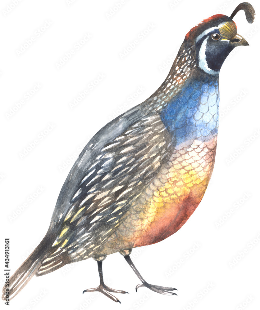 Fototapeta premium California Quail