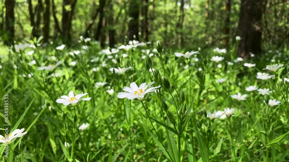 Beautiful blossoming white flowers called wood anemone (Anemone nemorosa, Bosanemoon, Anemoon) in the forest in spring. Little early-spring wildflower swaying in the light wind. 4k video. Beautiful blossoming white flowers called wood anemone (Anemone nemorosa, Bosanemoon, Anemoon) in the forest in spring. Little early-spring wildflower swaying in the light wind. 4k video.