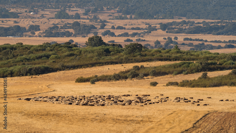 Fototapeta premium Sheep cattle in the field soon in the morning