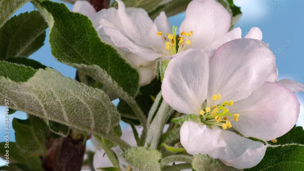 Time lapse of flowering apple tree against a blue cloudy sky, macro photography Time lapse of flowering apple tree against a blue cloudy sky, macro photography