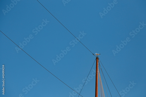Vogel auf Strommast photo