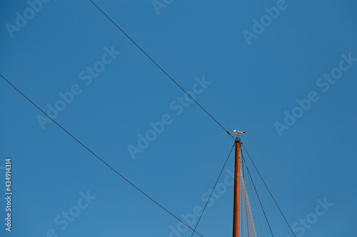 Vogel auf Strommast