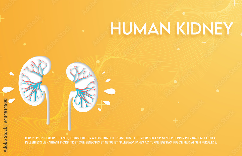 Human kidney and treatment paper style. A concept hospital for