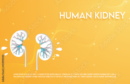 Human kidney and treatment paper style. A concept hospital for wallpaper and web.