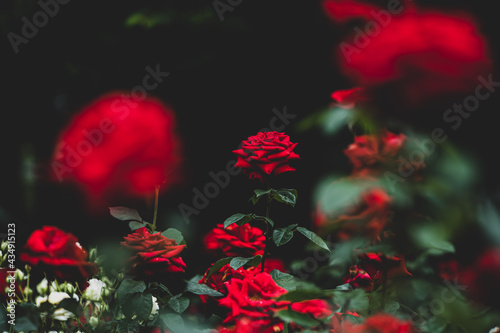 梅雨空の赤いバラ