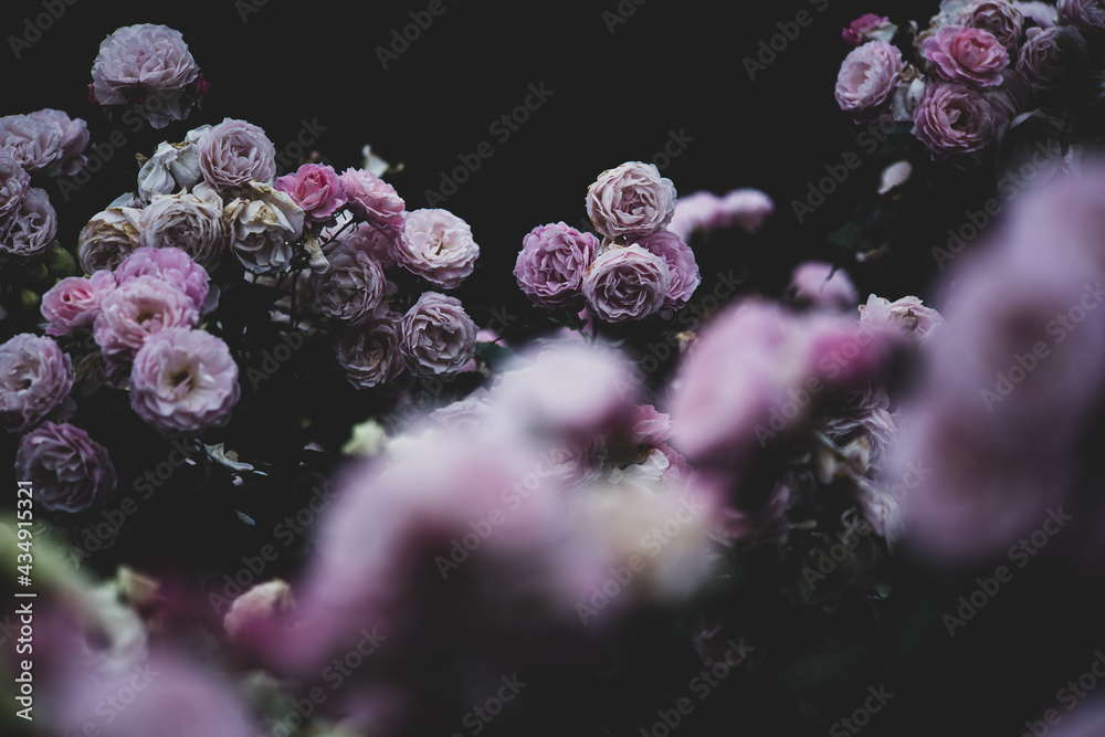 薄紫色のバラの花　5月