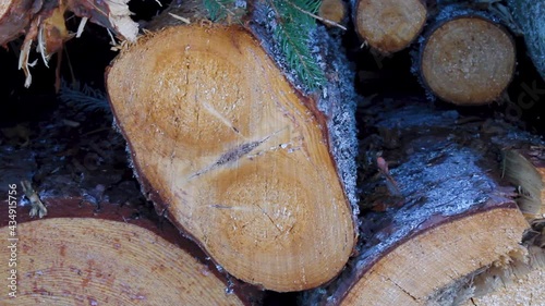 Forestry and woodworking industry. Flaw in wood (defects in timber or wood faults), double pith and scab bark pocket of Norway spruce photo