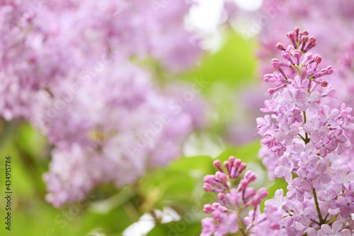 Lilac flowers floral background, bokeh violet blooming lilacs