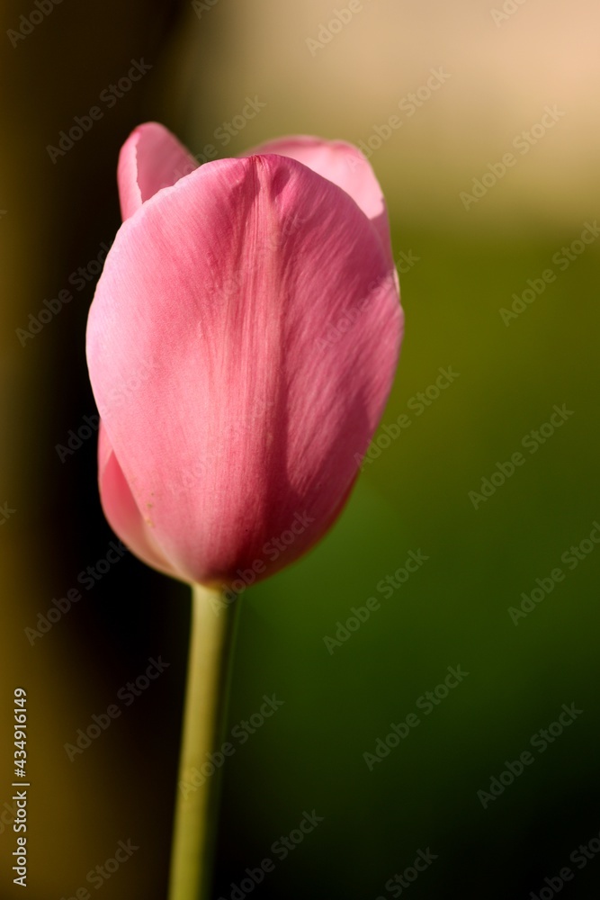 Pink tulip portrait on bokeh background Pink tulip portrait on bokeh background