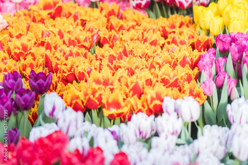 field of bright colorful tulips. A large carpet of flowers. Collect a bouquet for holiday for mom