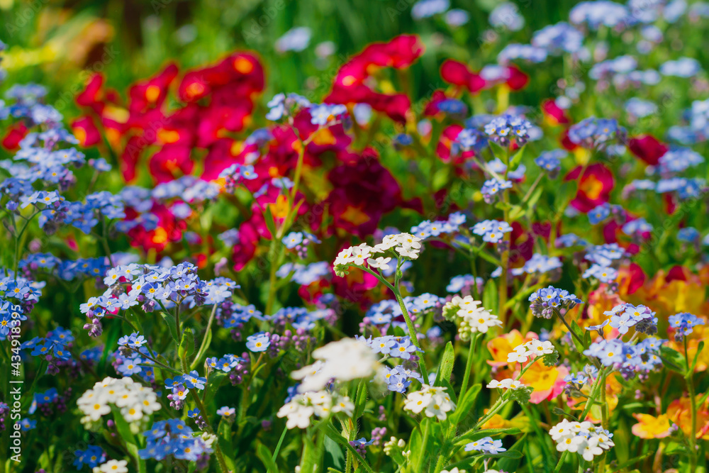 A beautiful flowerbed with overgrown colorful flowers in spring, a blooming lawn of blue forget-me-nots, red primroses, yellow daffodils