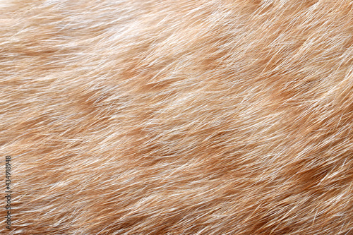 Ginger cat fur texture background. 