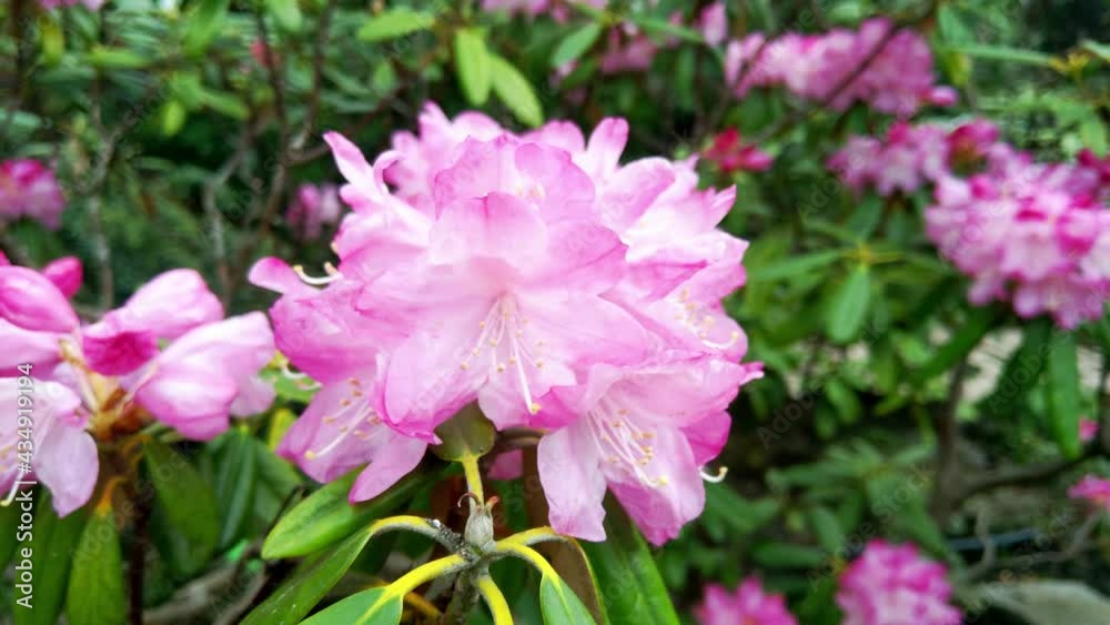 Blooming bush in spring in the garden on a sunny day Blooming bush in spring in the garden on a sunny day