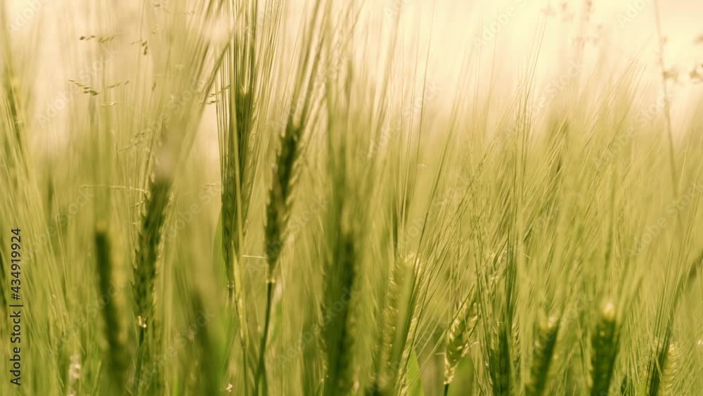 Ears of wheat gently swaying in the wind. Close-up Ears of wheat gently swaying in the wind. Close-up