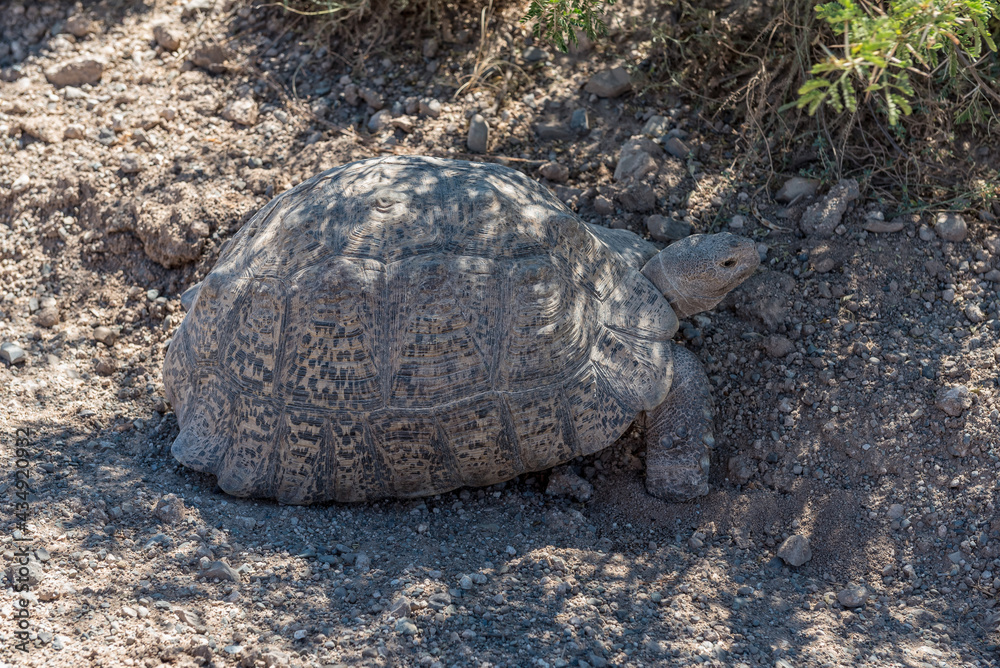 Obraz premium A Leopard tortoise, Stigmochelys pardalis, in shade