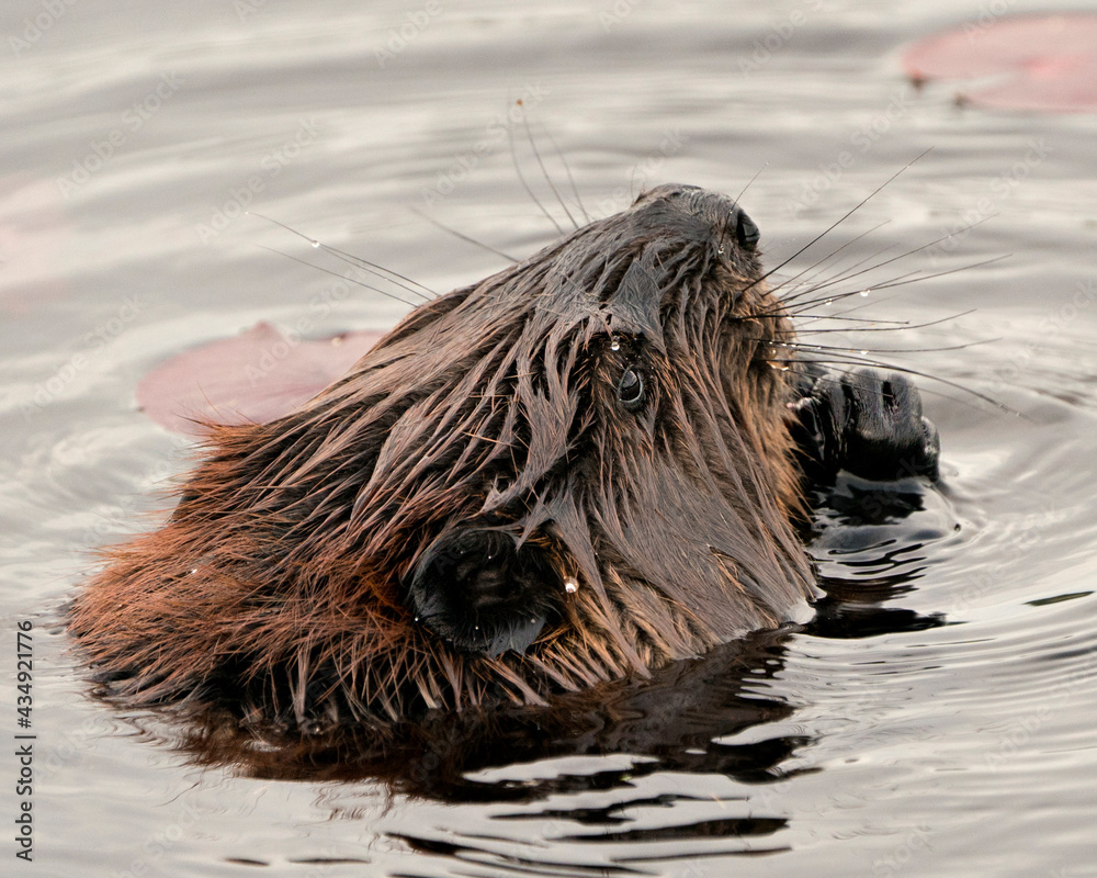Beaver Photo Stock. Close-up profile side view head shot with water lily pads and water background, eating foliage in its environment and habitat. Image. Picture. Portrait. Beaver Photo Stock. Close-up profile side view head shot with water lily pads and water background, eating foliage in its environment and habitat. Image. Picture. Portrait.
