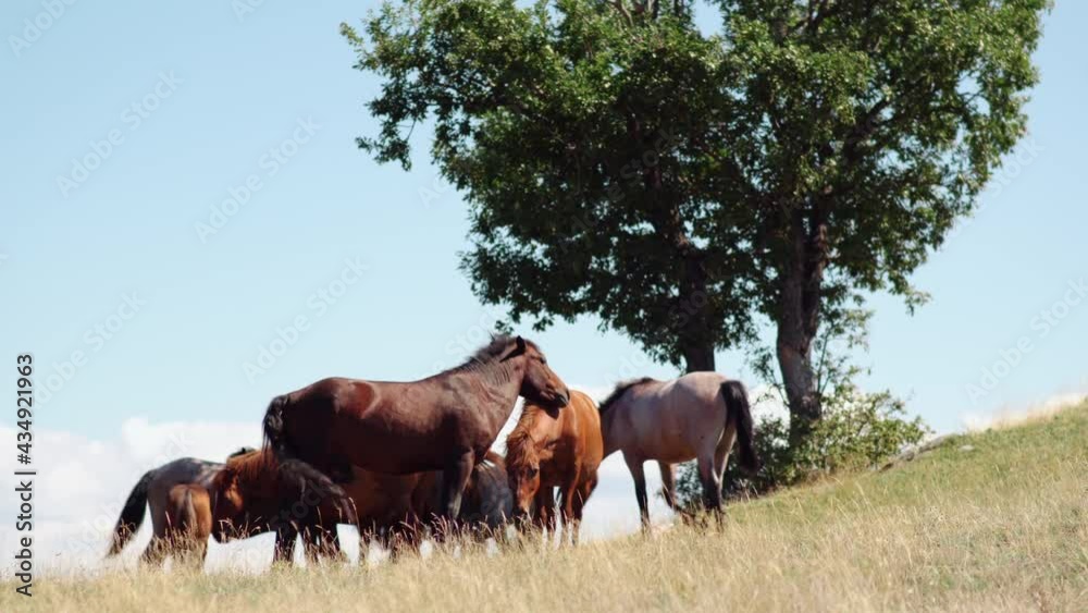 Amazing landscape of a herd of wild horses peacefully grazing on the mountain meadow in summer