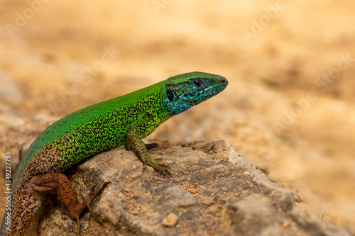 One green lizard isolated on a yellow background.