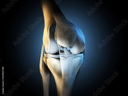 Healthy knee joint, 3D illustration