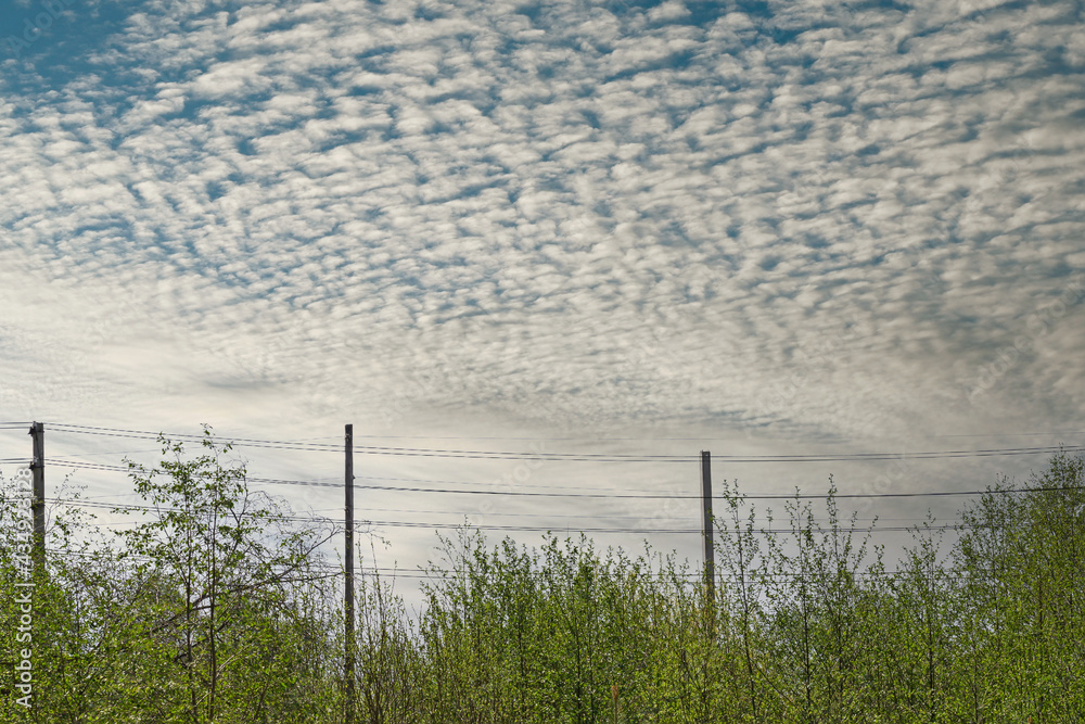 An overgrown section of an overhead power line against a dramatic sky