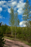 Rural landscape with a country road on the background of birches
