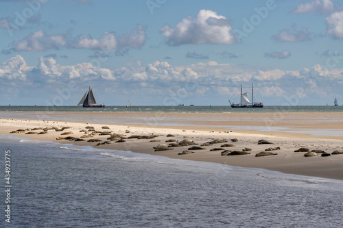 Seals on sandbar Engelschhoek between Vlieland and Terschelling Holland photo