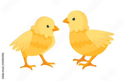 Two cute little chicken are standing together on white background